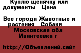 Куплю щенячку или документы › Цена ­ 3 000 - Все города Животные и растения » Собаки   . Московская обл.,Ивантеевка г.